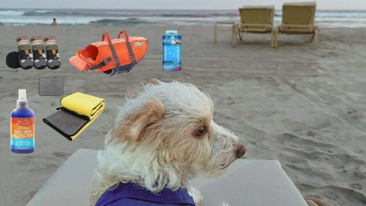 CUE Repollo, recomendaciones para ir a la playa con tu perro